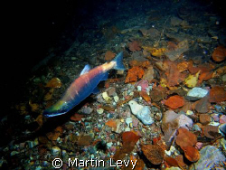 Male Kokanee Salmon in Lake McDonald - Glacier National P... by Martin Levy 